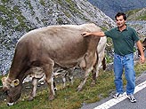 Alitalia porta le vacche al pascolo